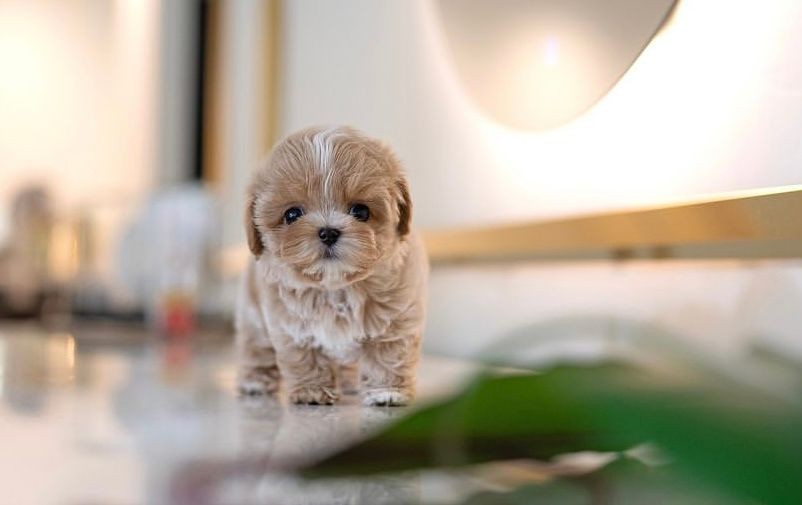 Adorable small fluffy puppy standing on a shiny surface with a blurred indoor background.