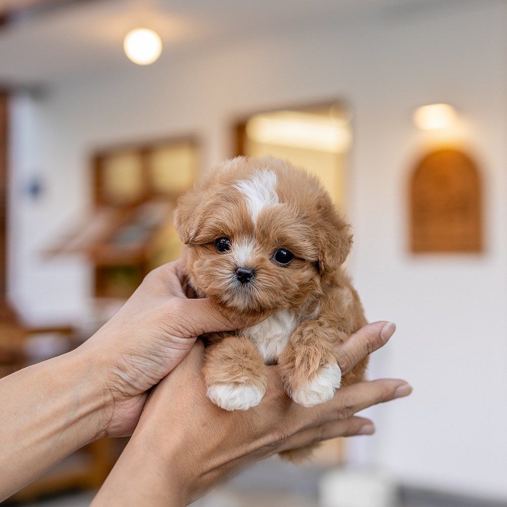 Person holding a small, fluffy puppy with brown and white fur, indoors.