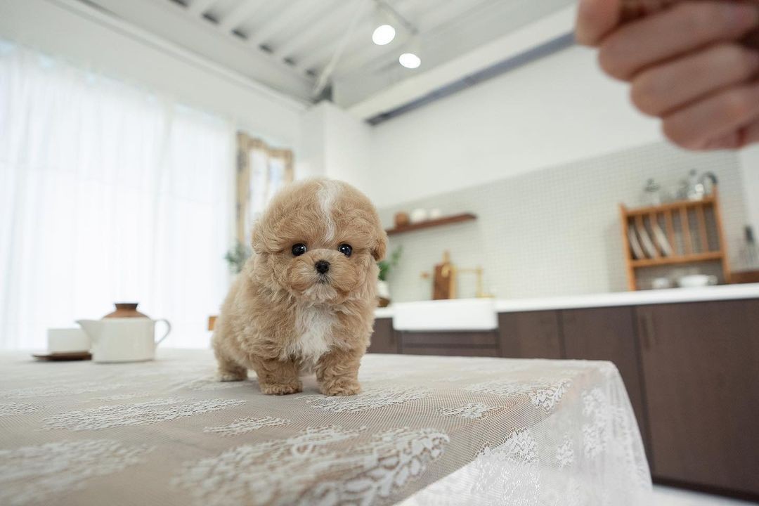 Adorable fluffy puppy standing on a table with a lace cover in a bright kitchen.