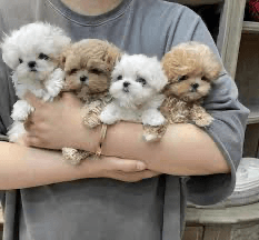 Cutest Maltipoo Puppies Available for Adoption