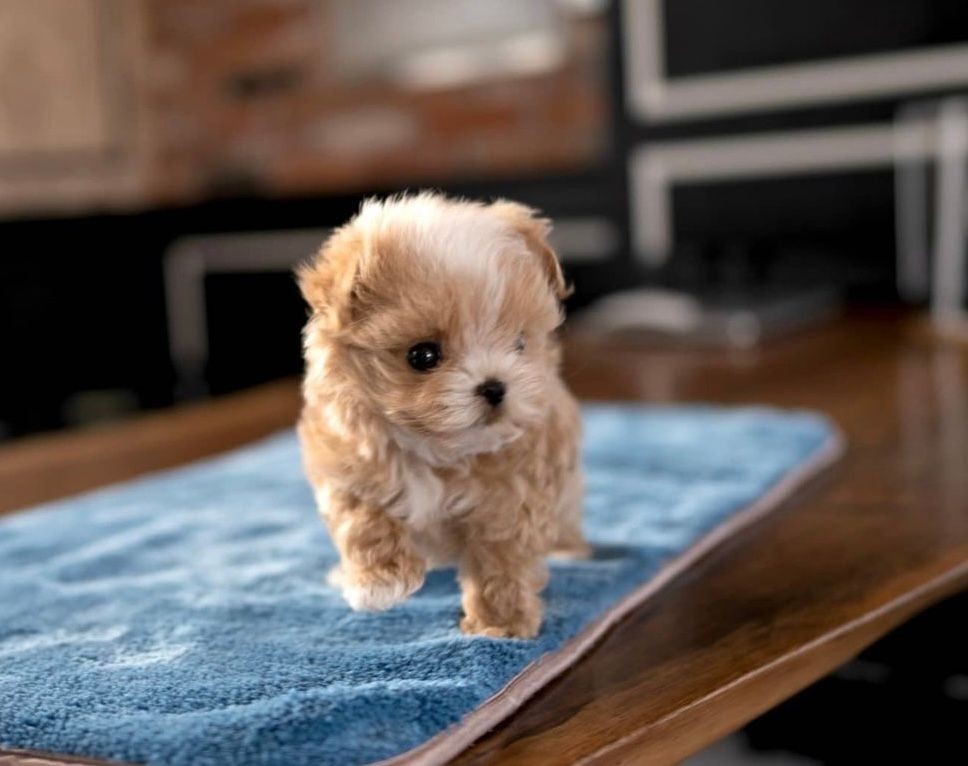 Small fluffy puppy standing on a blue mat indoors.