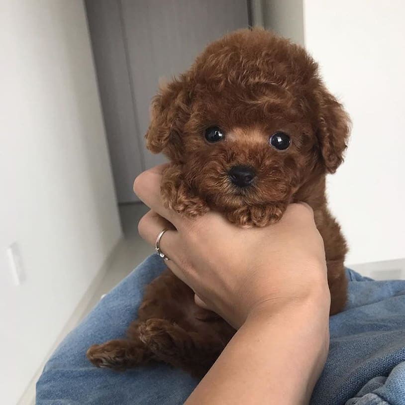 Brown puppy with curly fur held gently in a person's hand inside a room.