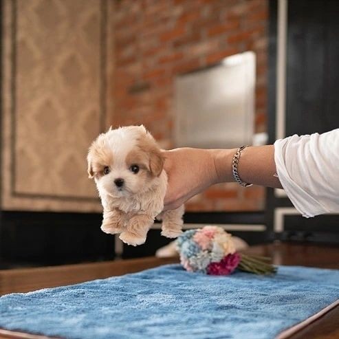 Cutest female Maltipoo 