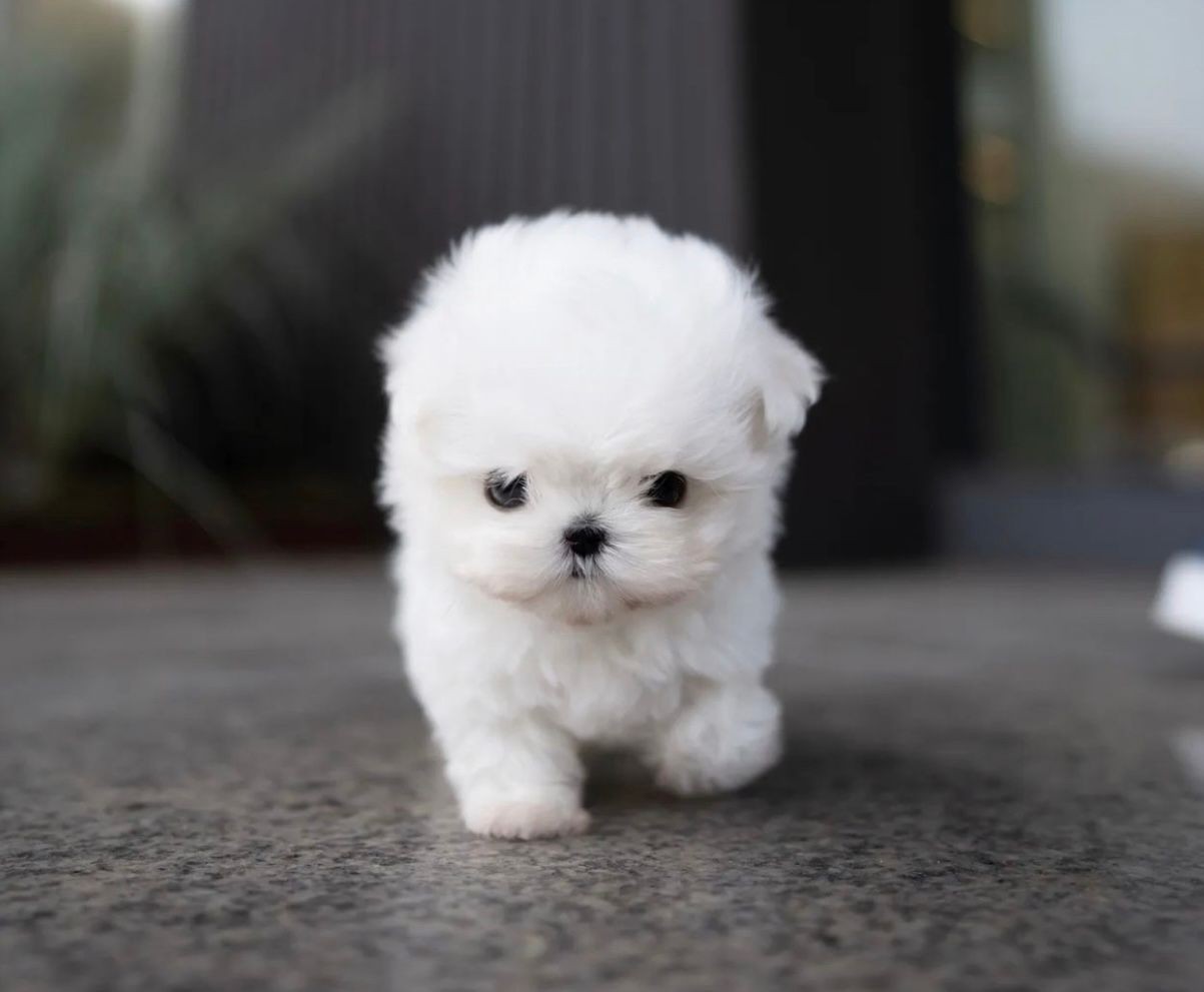 Fluffy white puppy walking on a stone surface.