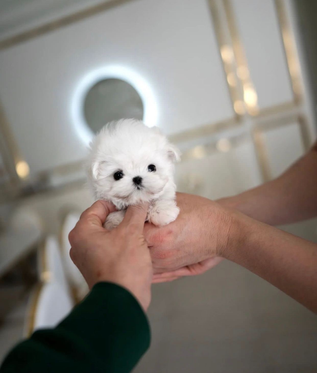 Adorable white maltipoo