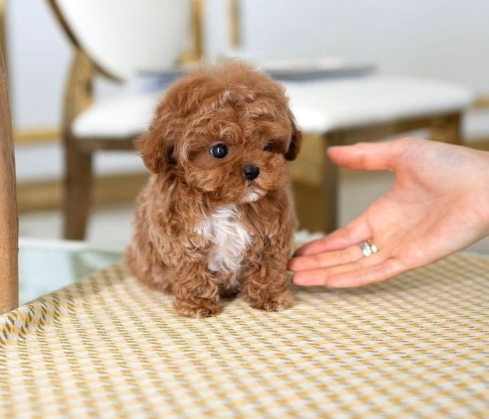 Tiny brown puppy with white chest sitting on a chair next to a person's hand.