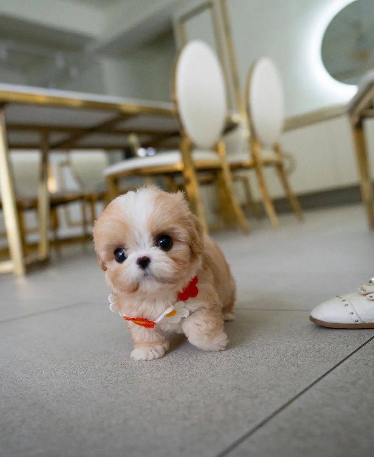 Small fluffy dog wearing a collar standing on a tiled floor next to a white chair and table.